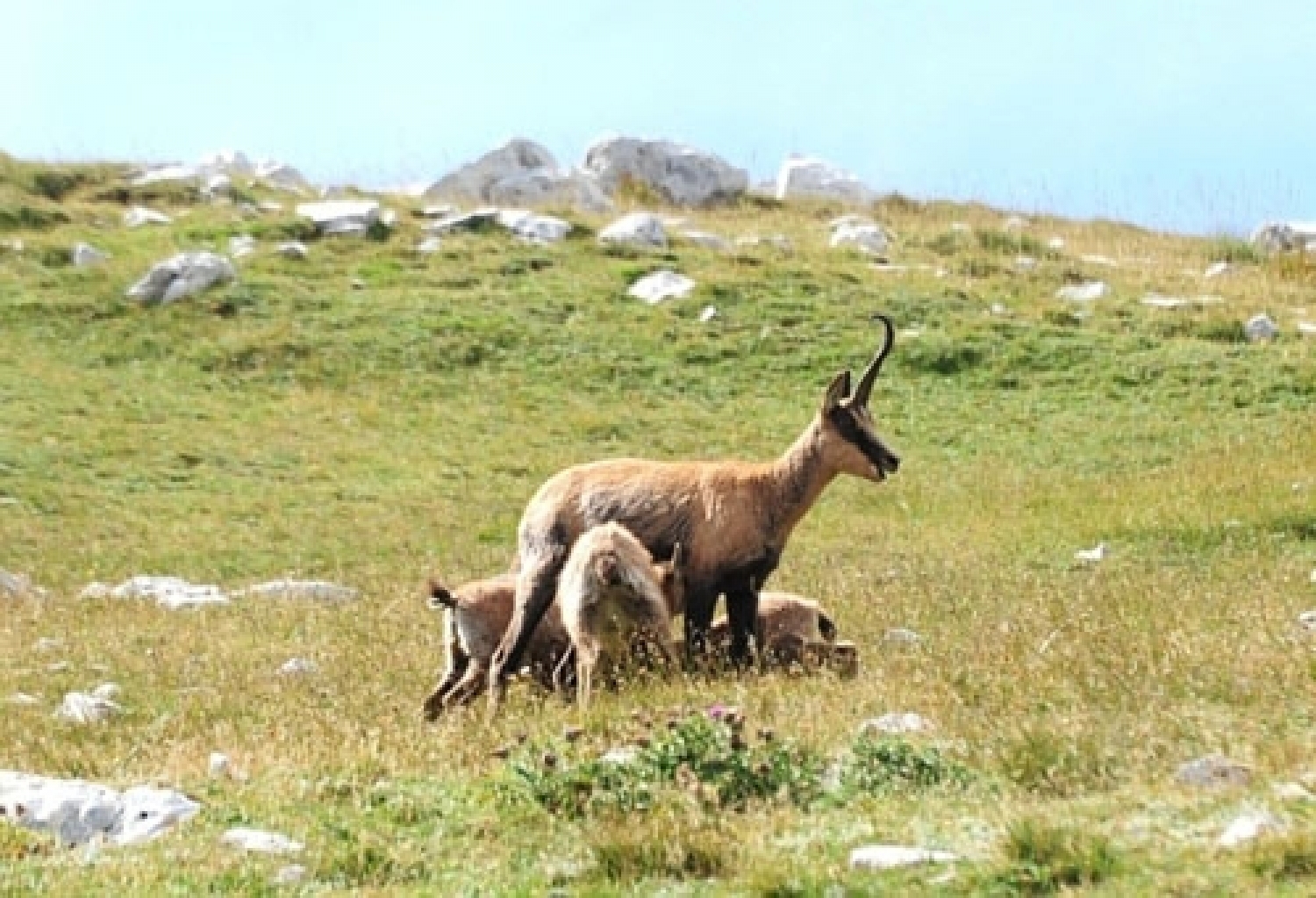 Femmina di camoscio con piccoli.jpg